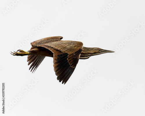 American Bittern bird Stock Photos.  American bittern bird flying with a nice white background. Flying bird. Spread wings.