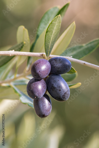 closeup of ripe black olives on olive tree with blurred background and copy space