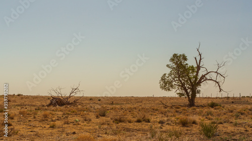Isolated trees in barren, harsh, prairie landscape