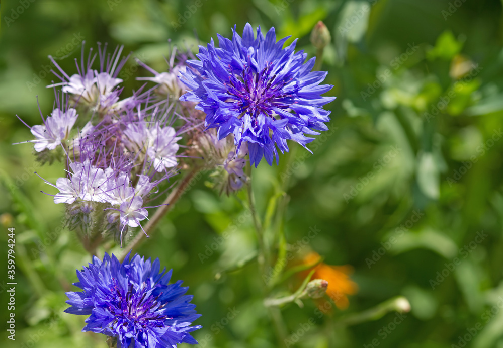 Kornblumen und Rainfarn-Phazelie Kornblumen und Rainfarn-Phazelie