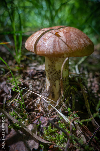 mushroom with a brown cap in the grass podberezovik
