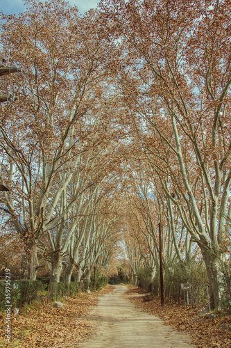 Camino bajo arboleda en otoño