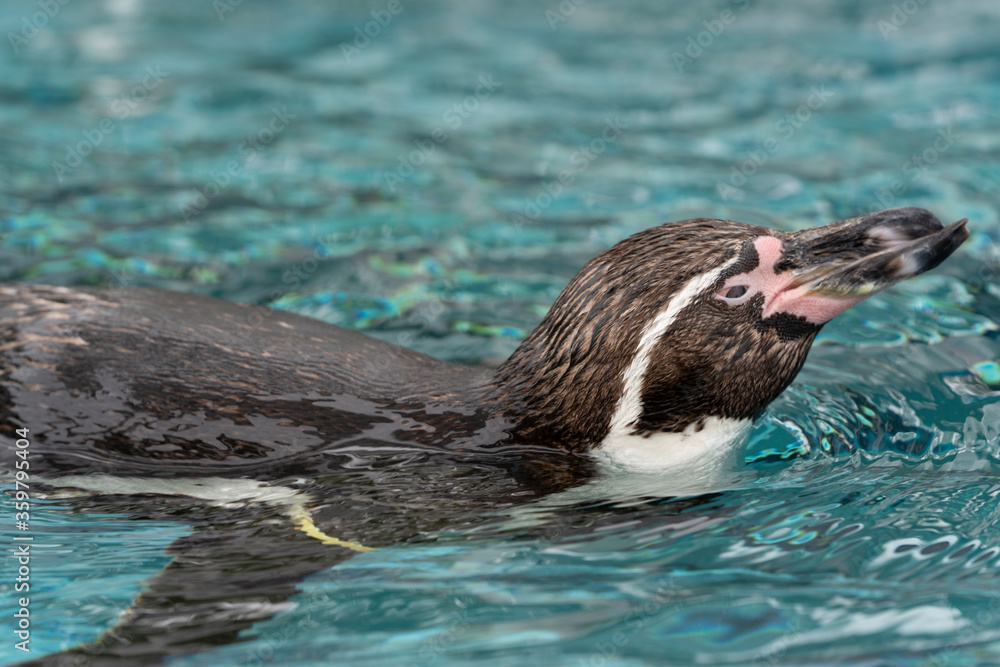 Naklejka premium [動物]フンボルトペンギン