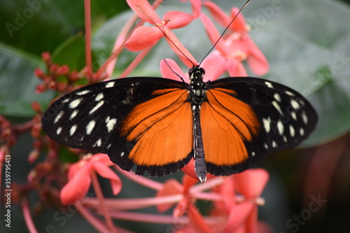Butterfly on Flowers
