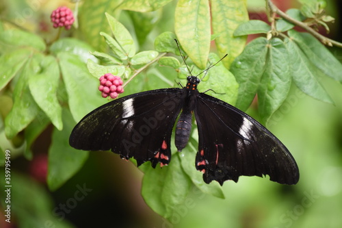 Butterfly on Leaf