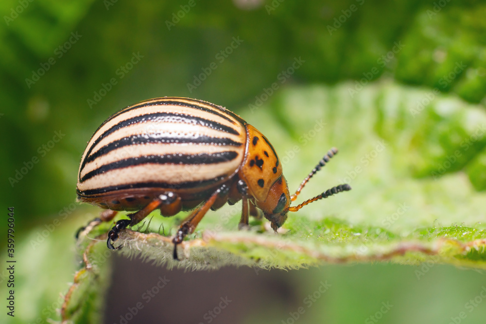 Crop pest, the Colorado potato beetle sits on the leaves of potatoes Crop pest, the Colorado potato beetle sits on the leaves of potatoes