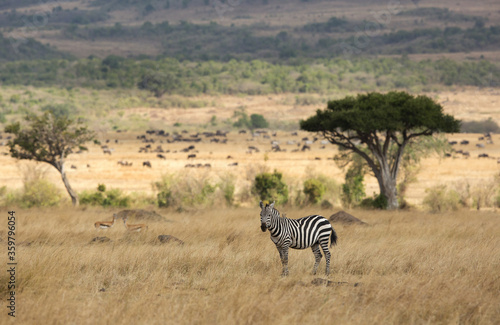 Zebra in savannah grassland  Masai Mara