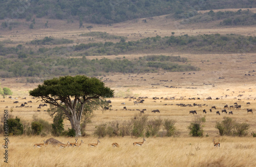 Thomson's Gazelles and Wildebeests grazing in the savannah grassland