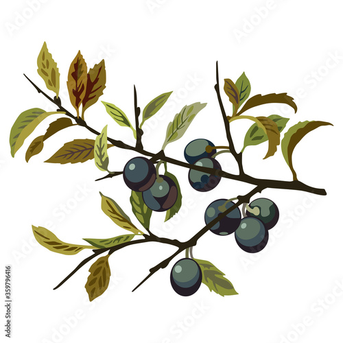 Branch of blackthorn plant with leaves and berries. Isolated vector illustration. Prune fruits. Prunus spinosa. 