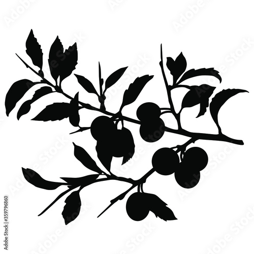 Branch of blackthorn plant with leaves and berries. Prune fruits. Prunus spinosa. Black and white silhouette.	

