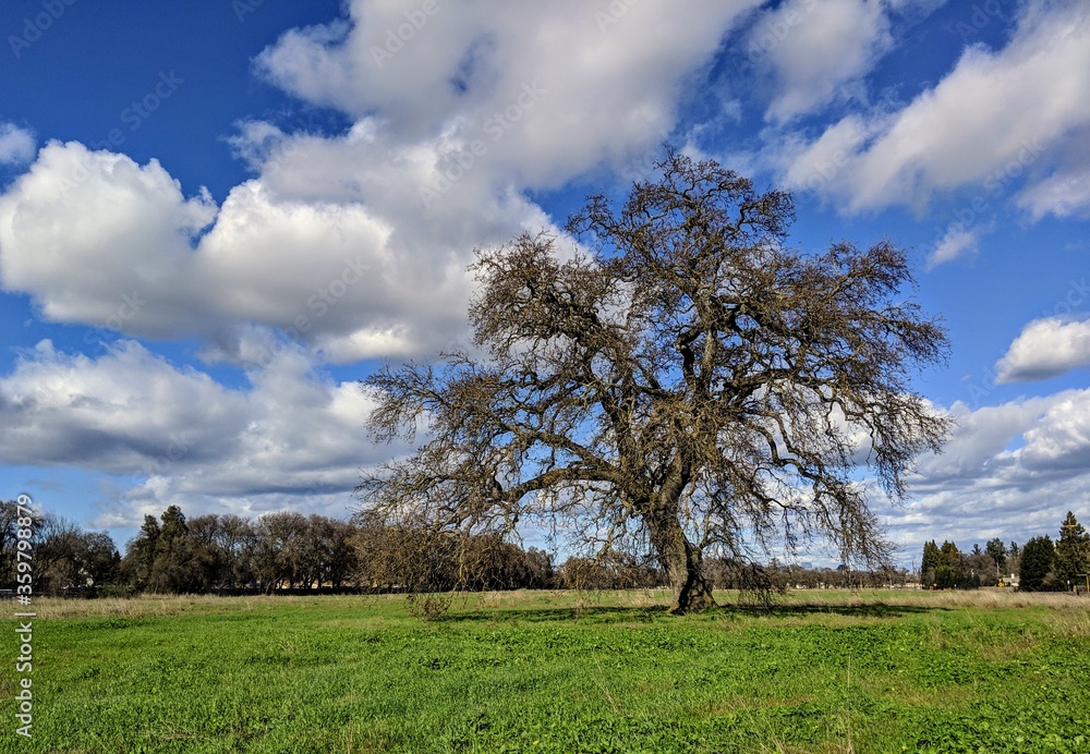 Large valley oak tree in northern California with no leaves and clouds
