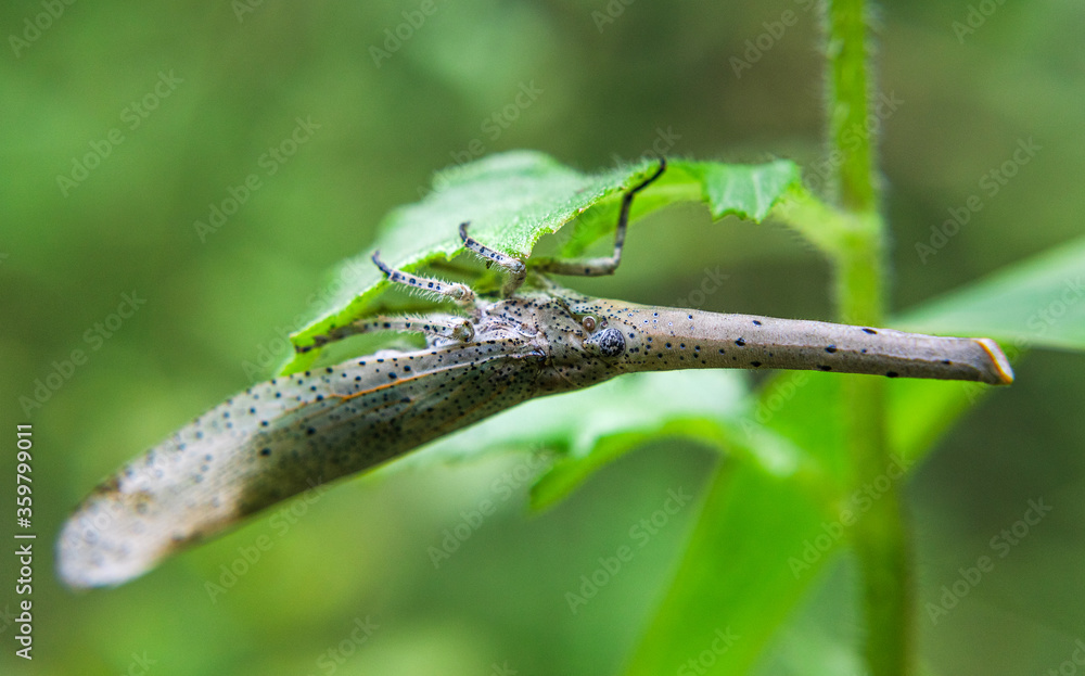 Walking leaf insect in forest. A female Leaf Insect. Walking leaf insect in forest. A female Leaf Insect.