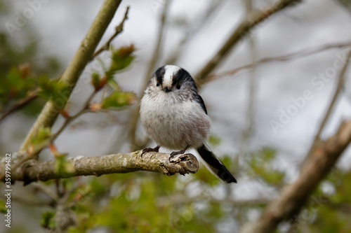 A long-tailed tit perched in a tree.