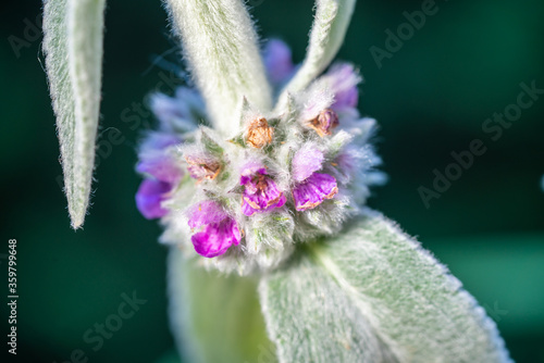 Lamb's Ear, Stachy's palaestina photo