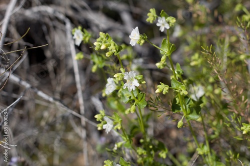 White blossoms of Wishbone Bush, Mirabilis Laevis, Nyctaginaceae, native Perennial Subshrub in the fringes of Twentynine Palms, Southern Mojave Desert, Springtime. © Jared Quentin