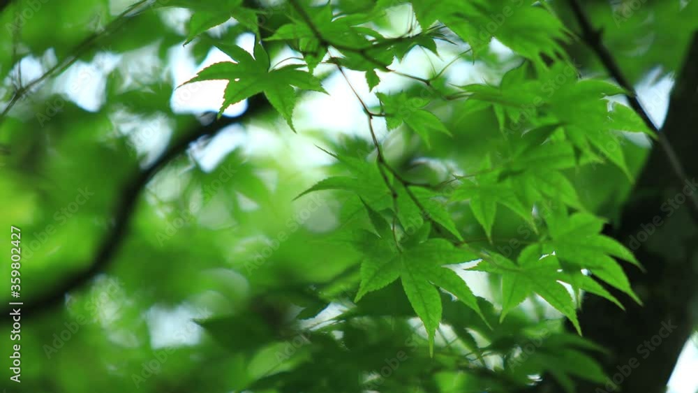 夏の爽やかな森林 風に揺れる青もみじ 夏の爽やかな森林 風に揺れる青もみじ