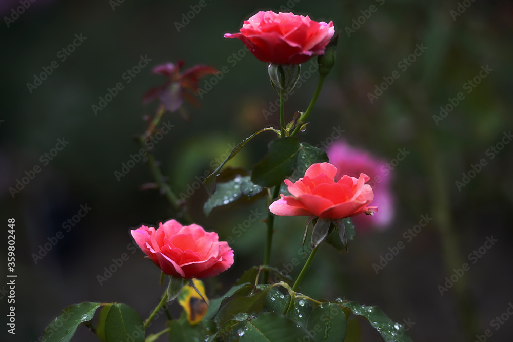 flower flower