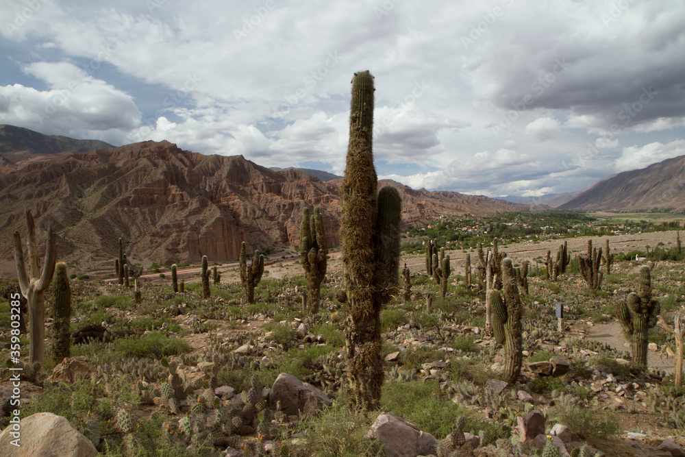 Desert flora. Giant cactus, Echinopsis atacamensis, colony in the mountains. 