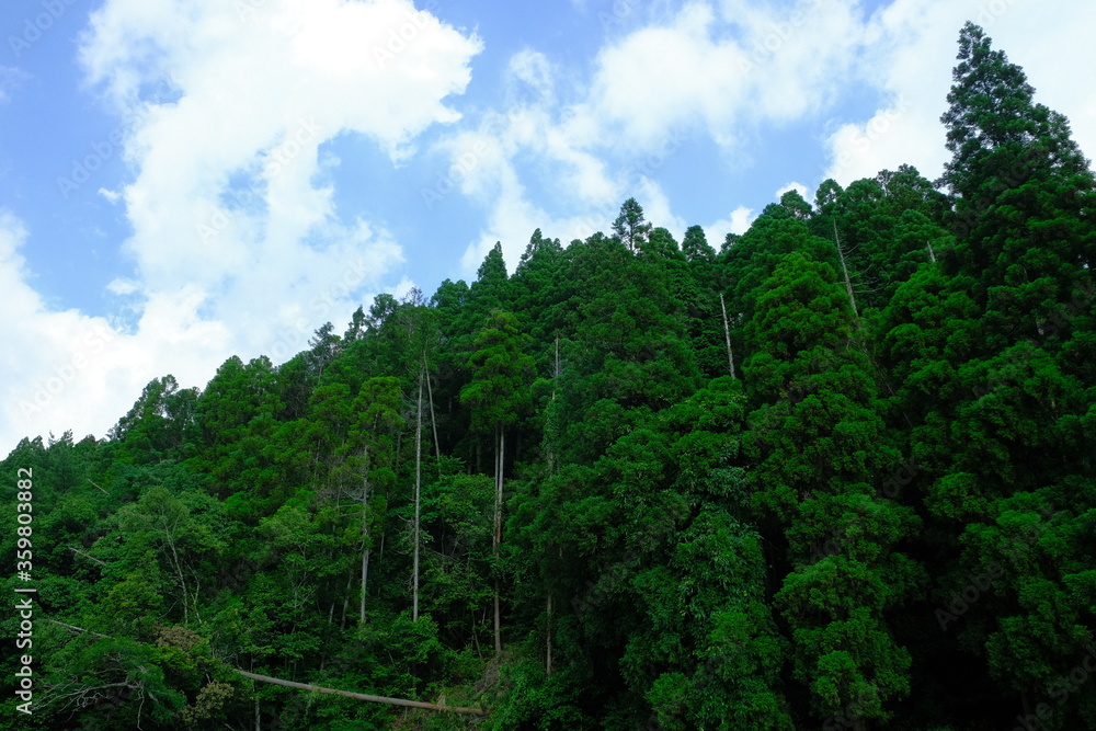 福岡県八女市星野村の森と夏の空