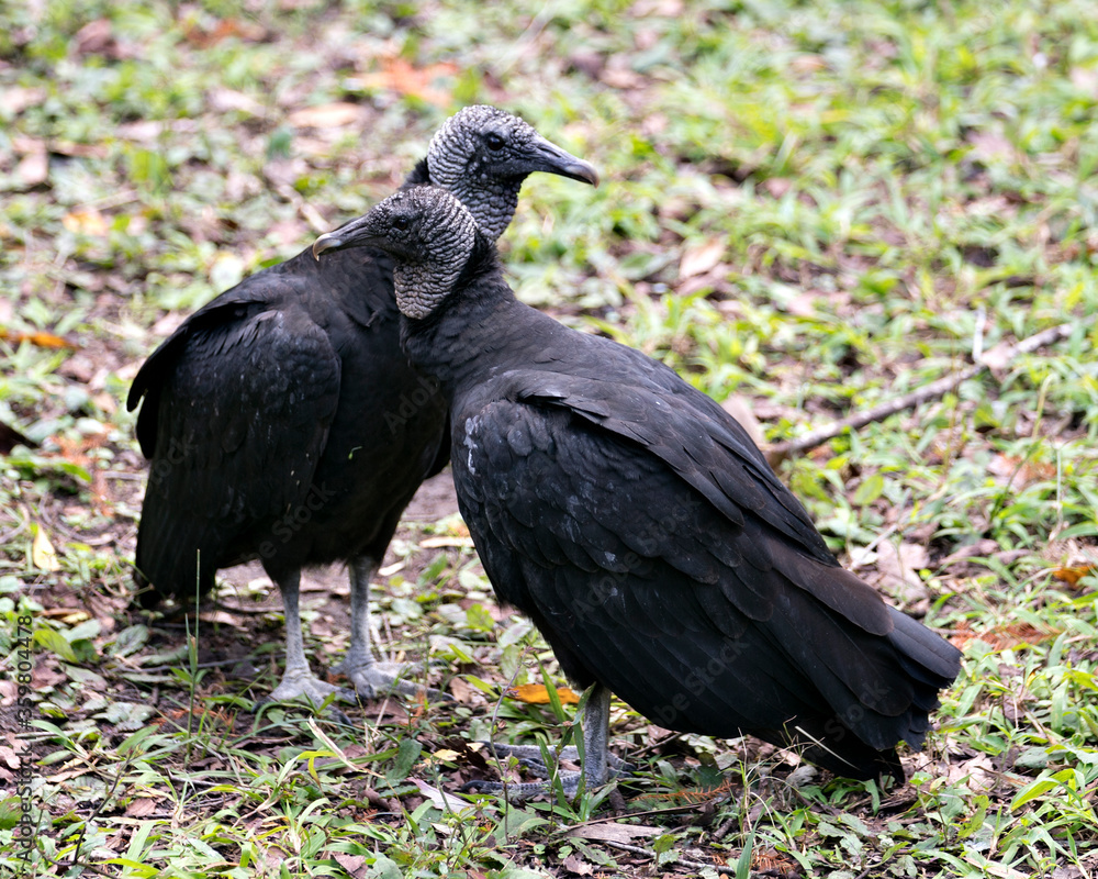Black Vulture bird Stock Photo. Black Vulture birds close-up profile cuddling embracing with a nice blur background in its environment and surrounding by displaying their bodies, heads, beak. Black Vulture bird Stock Photo. Black Vulture birds close-up profile cuddling embracing with a nice blur background in its environment and surrounding by displaying their bodies, heads, beak.