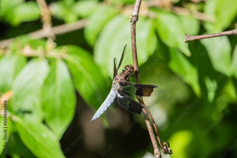 Common Whitetail Dragonfly in Springtime Common Whitetail Dragonfly in Springtime