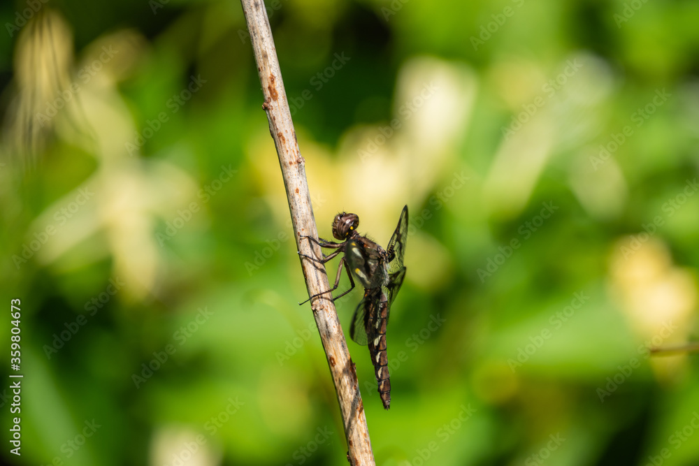Common Whitetail Dragonfly in Springtime Common Whitetail Dragonfly in Springtime