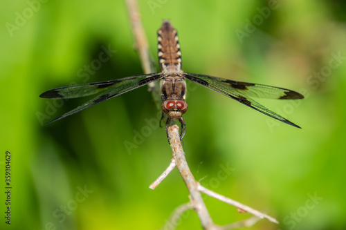 Common Whitetail Dragonfly in Springtime