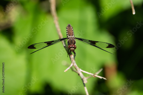 Common Whitetail Dragonfly in Springtime © Erik