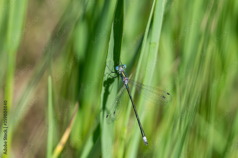 Emerald Spreadwing Damselfly in Springtime Emerald Spreadwing Damselfly in Springtime