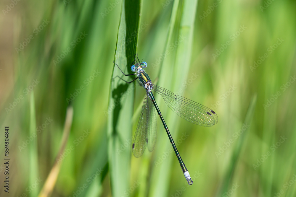Emerald Spreadwing Damselfly in Springtime Emerald Spreadwing Damselfly in Springtime
