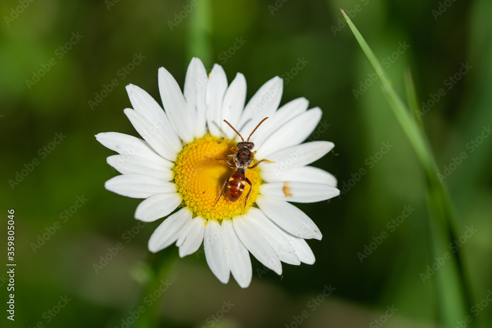 Nomad Bee on Ox Eye Daisy Nomad Bee on Ox Eye Daisy