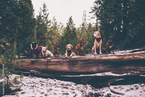 Konstfotografi dogs in snow