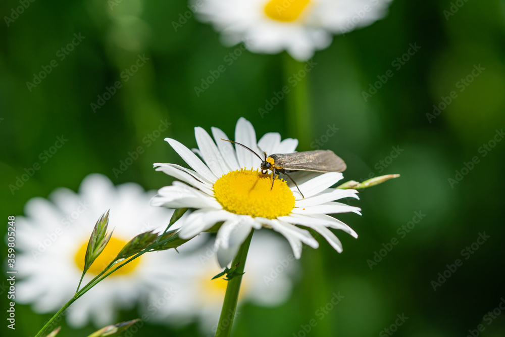 Yellow Collared Scape Moth on Ox Eye Daisy Yellow Collared Scape Moth on Ox Eye Daisy