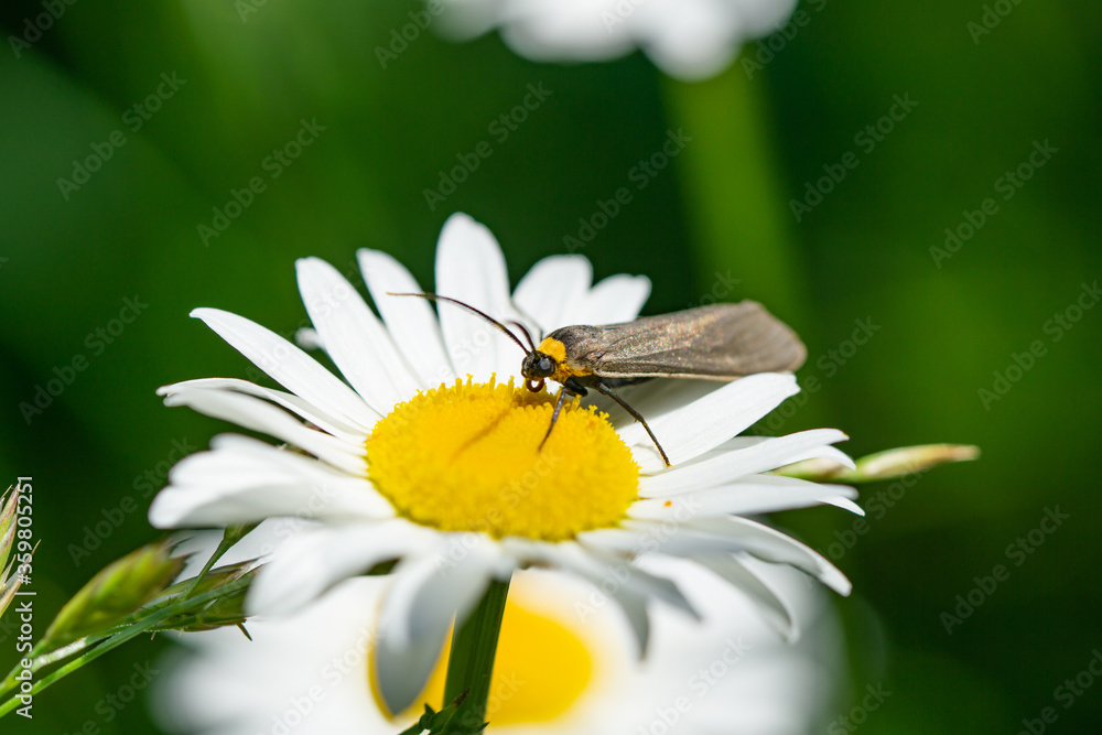 Obraz premium Yellow Collared Scape Moth on Ox Eye Daisy