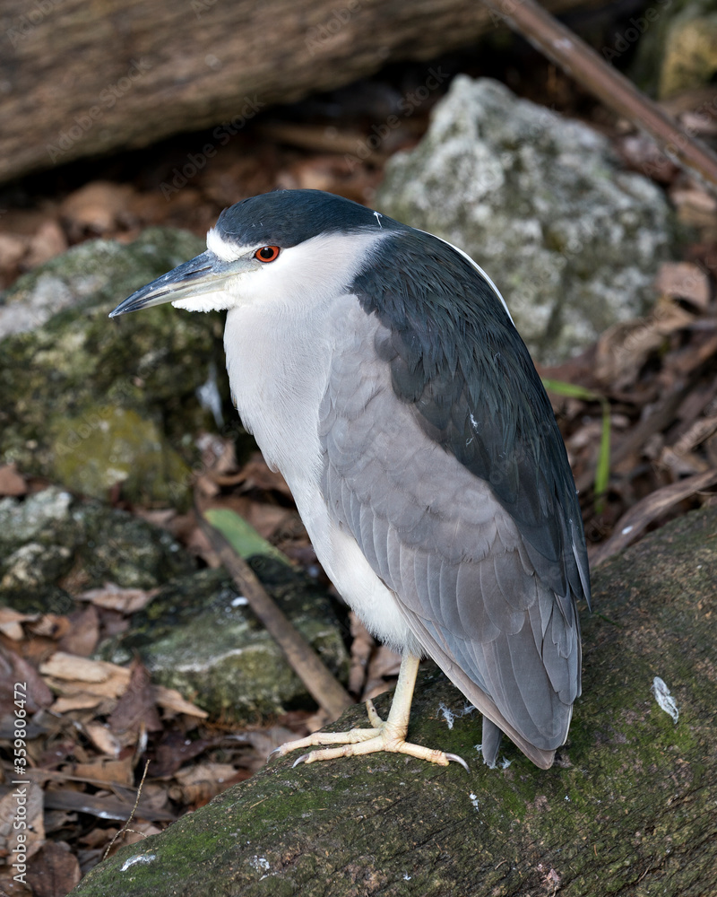 Black crowned Night-heron bird stock photo. Black crowned Night-heron adult bird closeup profile bokeh background. Portrait. Image. Picture. Photo Black crowned Night-heron bird stock photo. Black crowned Night-heron adult bird closeup profile bokeh background. Portrait. Image. Picture. Photo