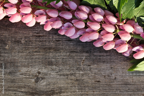 Pink lupine on gray old wood with grape leaves. A lot of free space - background. photo