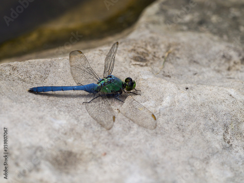 Eastern Pondhawk Dragonfly on a Rock photo