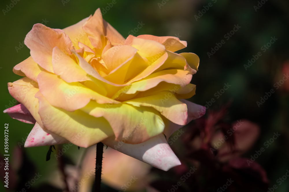 A beautiful yellow white rose with background blur. natural beauty of a flower. A beautiful yellow white rose with background blur. natural beauty of a flower.