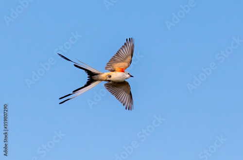 Foto The scissor tailed flycatcher (Tyrannus forficatus) in flight