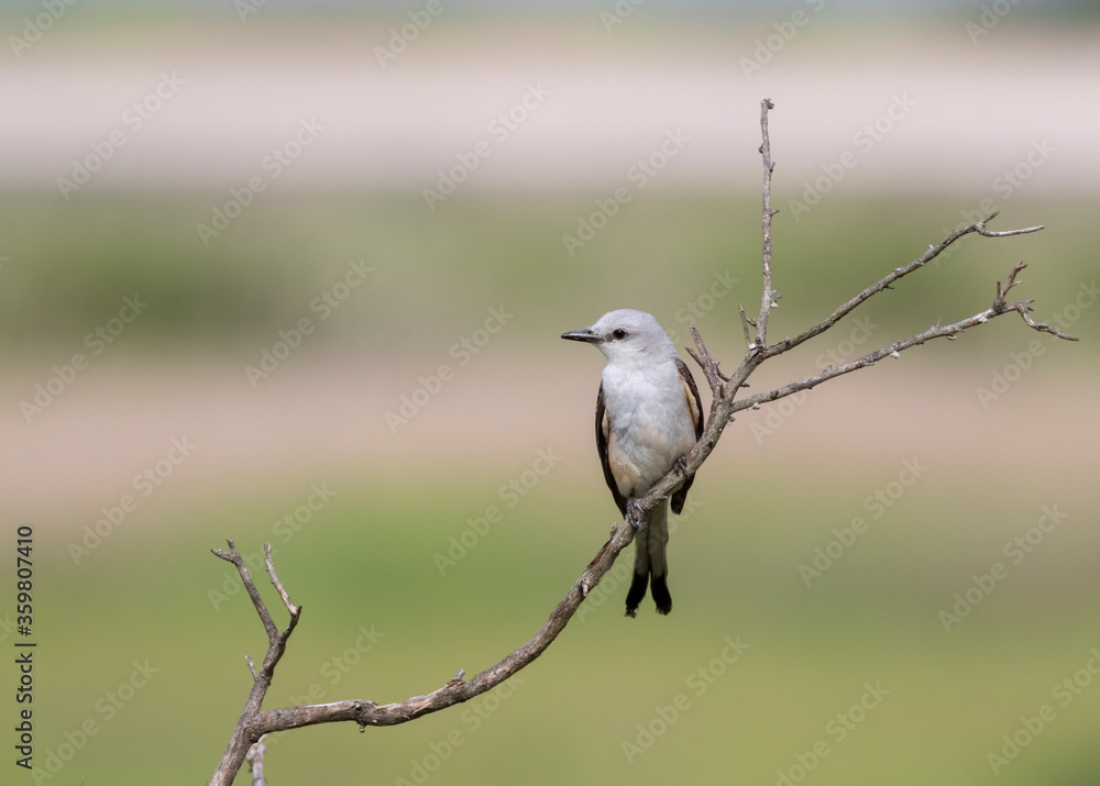 The scissor tailed flycatcher (Tyrannus forficatus) The scissor tailed flycatcher (Tyrannus forficatus)