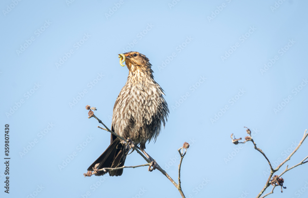 A female red-winged blackbird (Agelaius phoeniceus) on a branch dangling a grub grub its beak with blue sky overhead A female red-winged blackbird (Agelaius phoeniceus) on a branch dangling a grub grub its beak with blue sky overhead