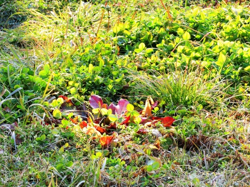 日本の田舎の風景　2月　早春の草叢　草紅葉 photo