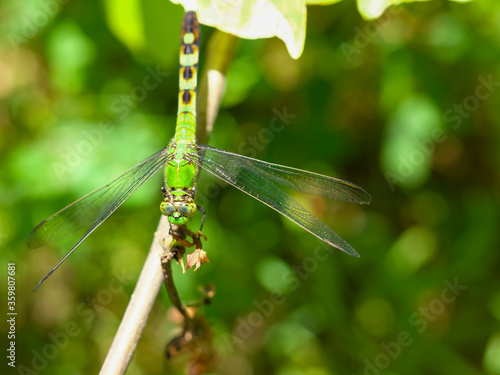 Female Eastern Pondhawk Dragonfly on a Branch photo