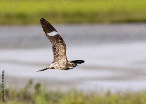 Фотография The common nighthawk (Chordeiles minor) in flight over wetland, Galveston, Texas