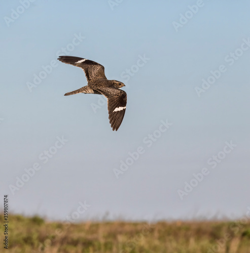 The common nighthawk (Chordeiles minor) in flight over wetland, Galveston, Texas, USA © Natalia Kuzmina