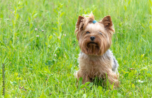 yorkshire terrier on the grass