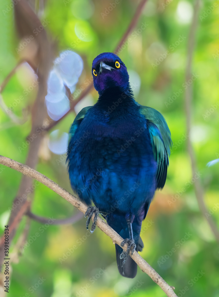 Obraz premium Purple glossy starling (Lamprotornis purpureus) perching on the branch