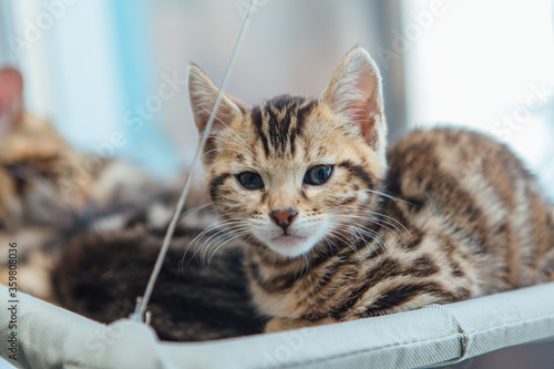 Cute little bengal kitty cat laying on the cat's window bed watching on the room.