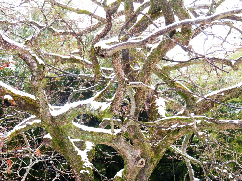 Fototapeta premium 日本の田舎の風景 2月 雪の降った日 山の木々