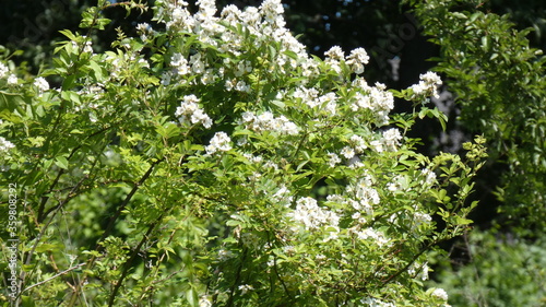 White Flowers